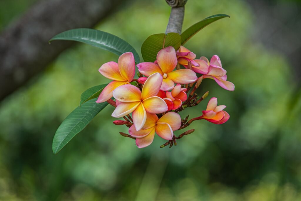 Cluster of pink and yellow plumeria flowers among long green leaves