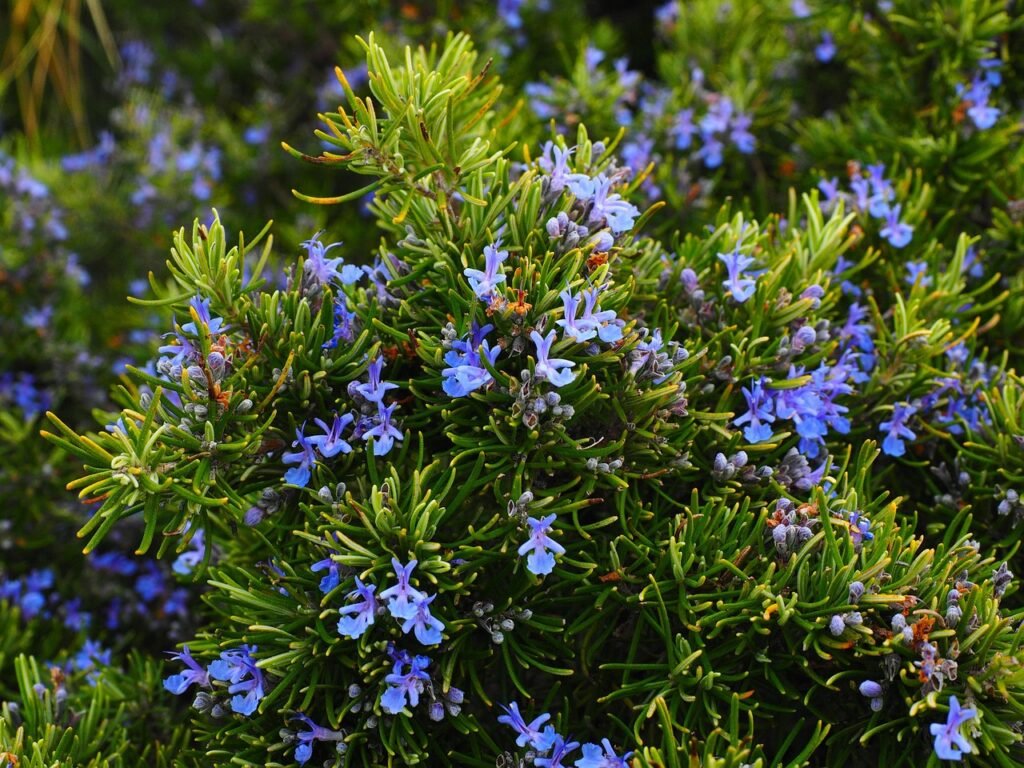 Rosemary shrub with narrow green leaves and small pale blue flowers
