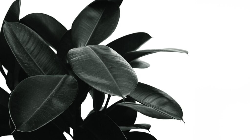 Dark green glossy rubber plant leaves against a plain white background