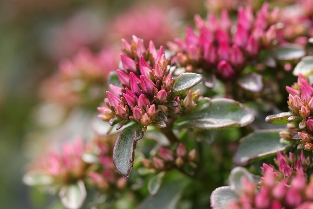Pink sedum flower clusters above fleshy gray green leaves