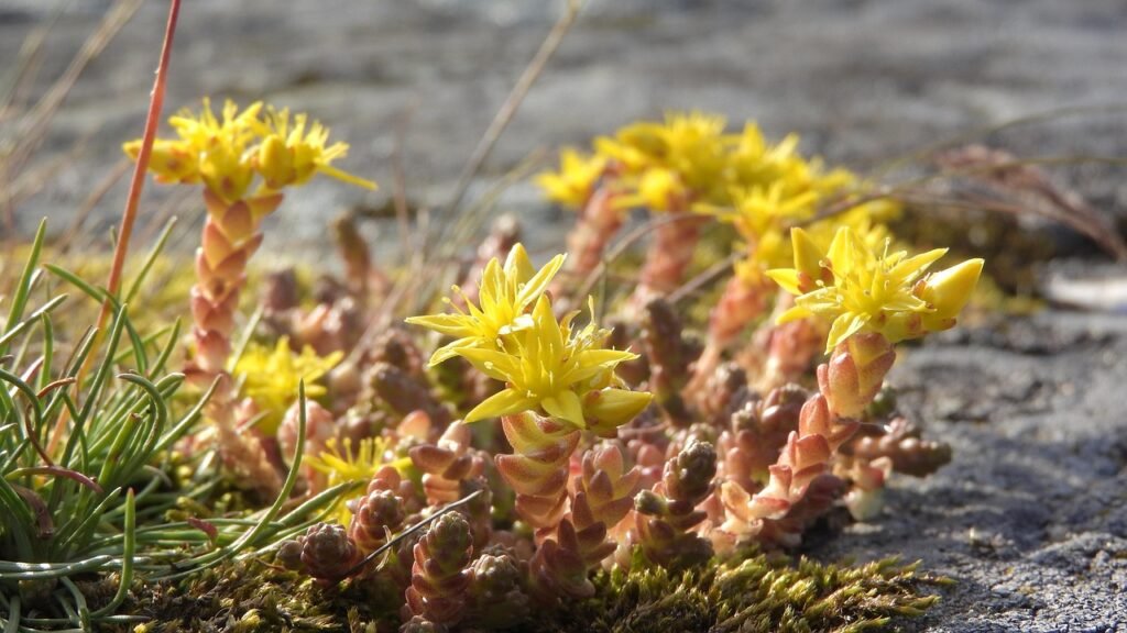 Low sedum with yellow star shaped flowers and reddish fleshy stems growing on rock