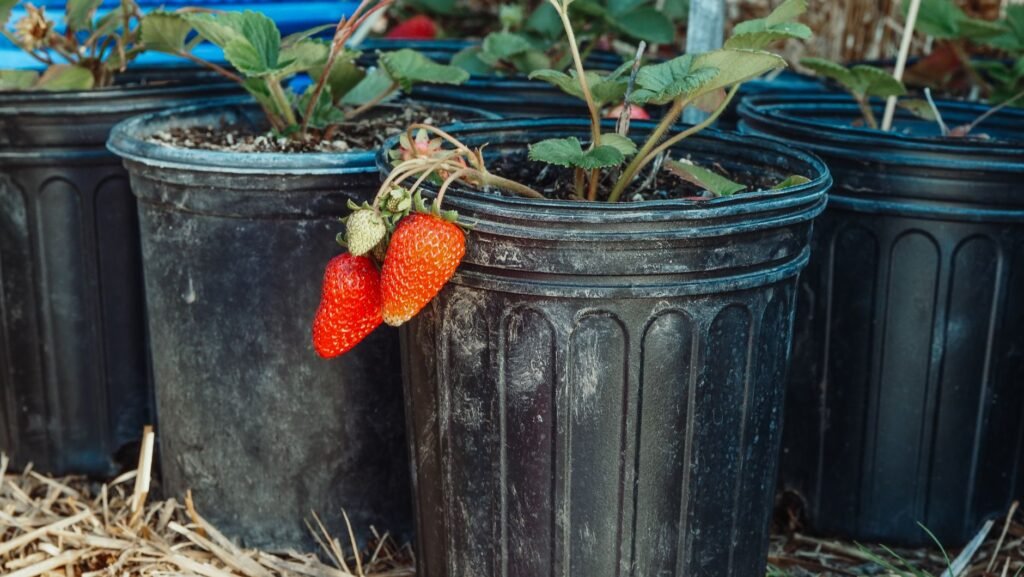 Close-up of fresh strawberries growing in black pots on a farm