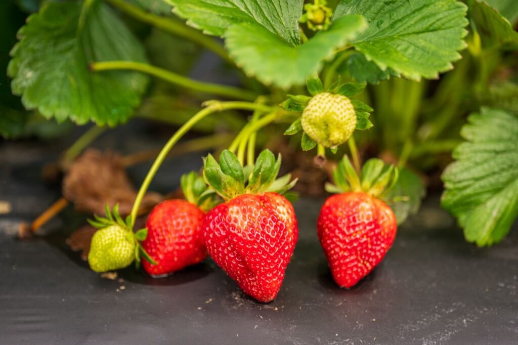 Close-up of ripe and unripe strawberries hanging on a plant, vibrant and juicy