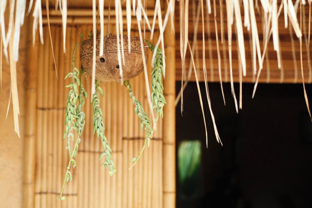 Trailing succulent with long curved leaves hanging from a small woven planter