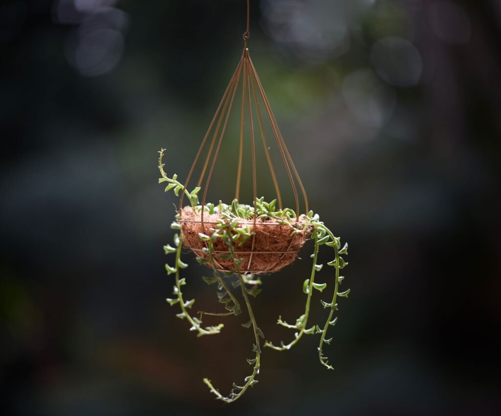 Hanging basket of trailing succulent stems glowing against a dark background