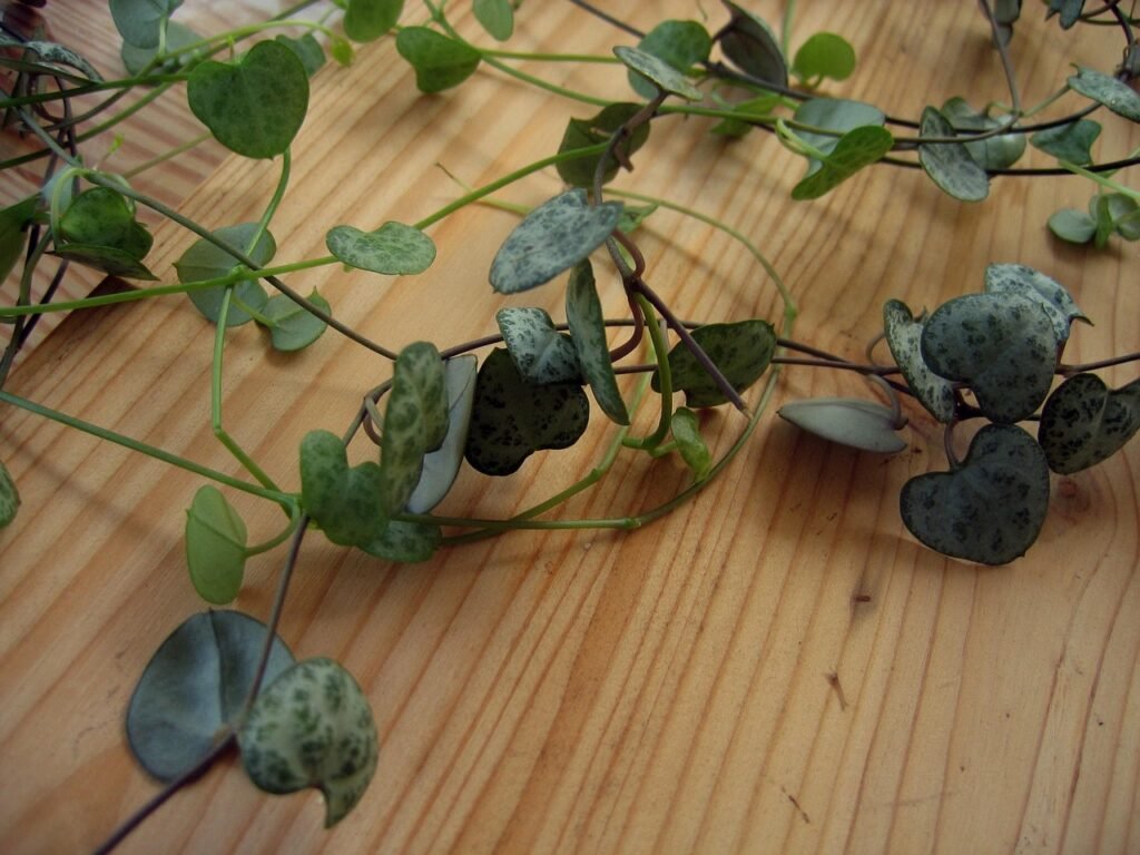 Ceropegia woodii