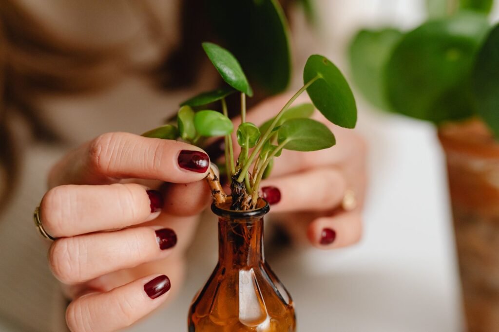 Hand placing a small leafy plant cutting into a slim glass bottle of water