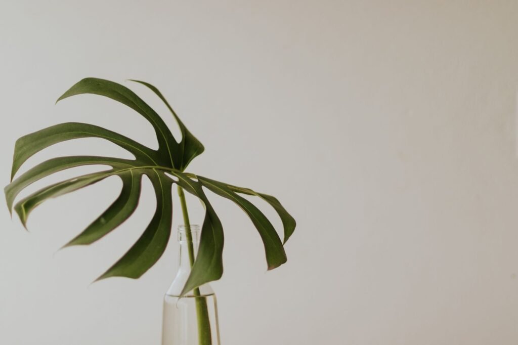 A single monstera leaf cutting standing in a clear glass bottle of water