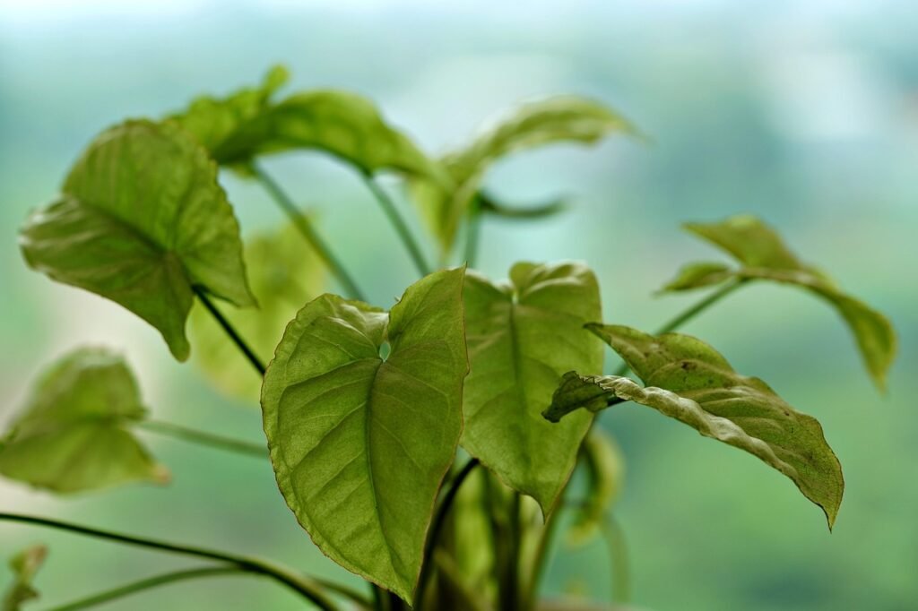 Arrowhead plant with light green heart shaped leaves on long stems against a soft blurred background