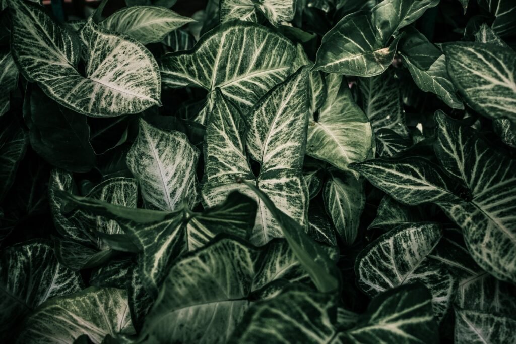 Dense arrowhead plant leaves with pale green and white veining