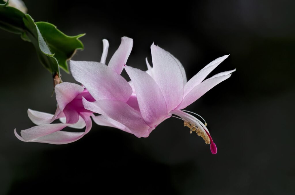 Pink and white holiday cactus flower on a segmented stem against a dark background