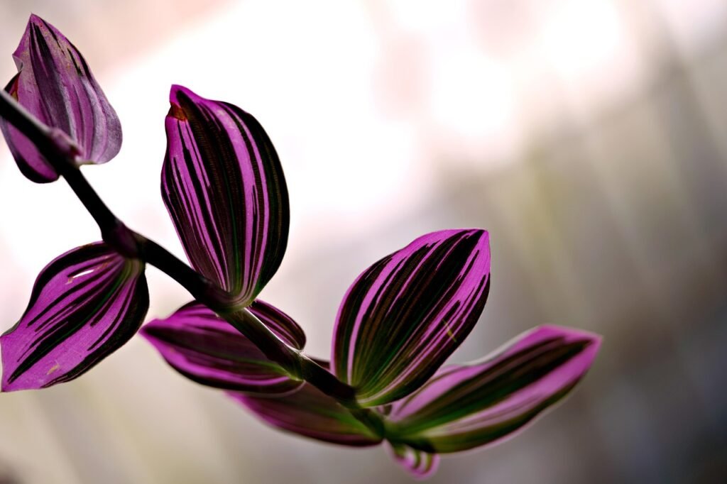Tradescantia stem with purple and dark green striped leaves against a soft pale background