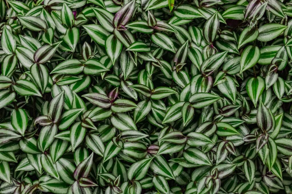 Dense tradescantia foliage with silver and green striped leaves and purple tints