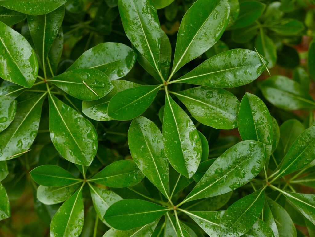 Glossy green umbrella plant leaves spreading in radiating clusters of leaflets