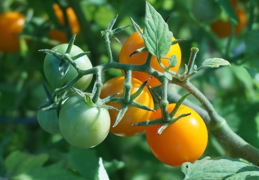 Cluster of cherry tomatoes on the vine ripening from green to orange