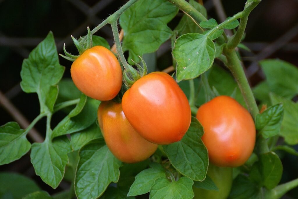 Ripening orange tomatoes hanging on the vine among green leaves