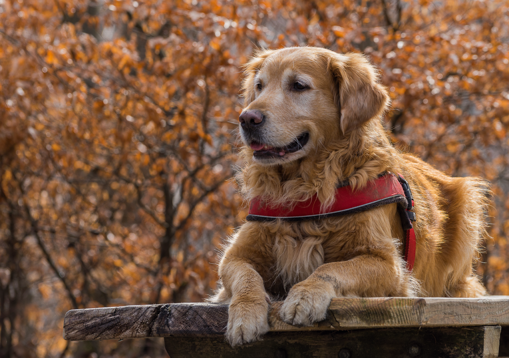 Golden retriever with a thick shedding coat resting its paws on a wooden bench outdoors