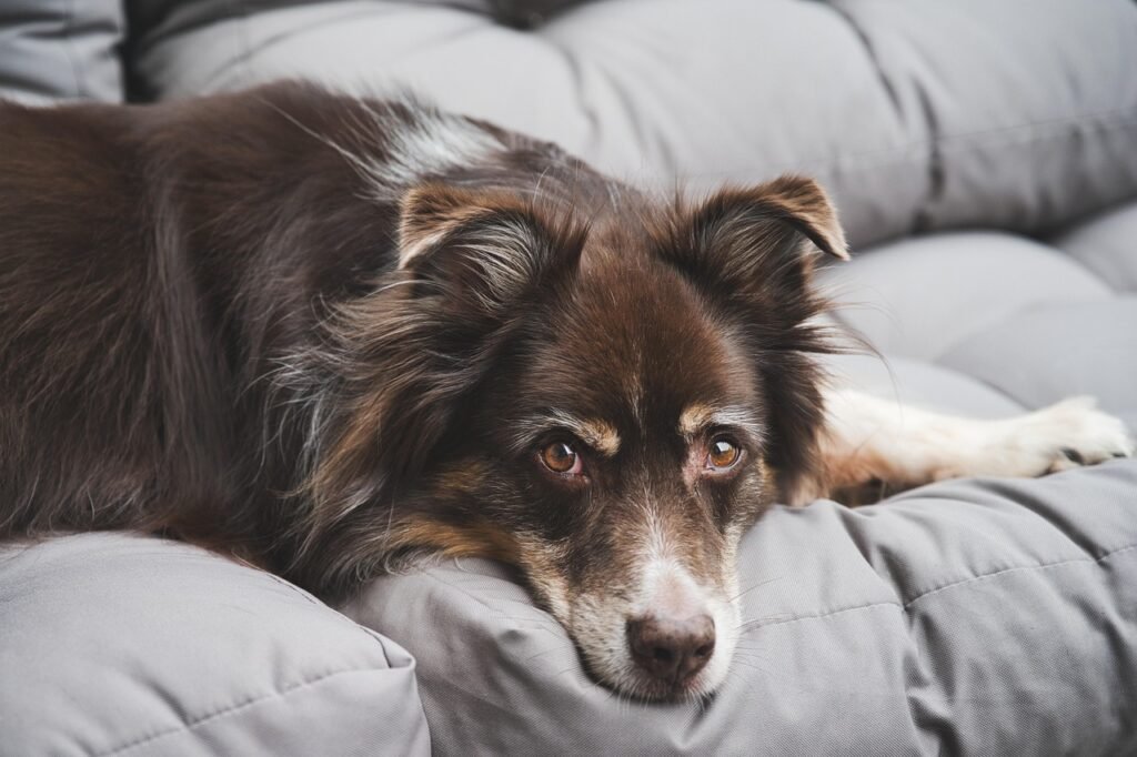 Brown and white dog lying on soft gray couch cushions