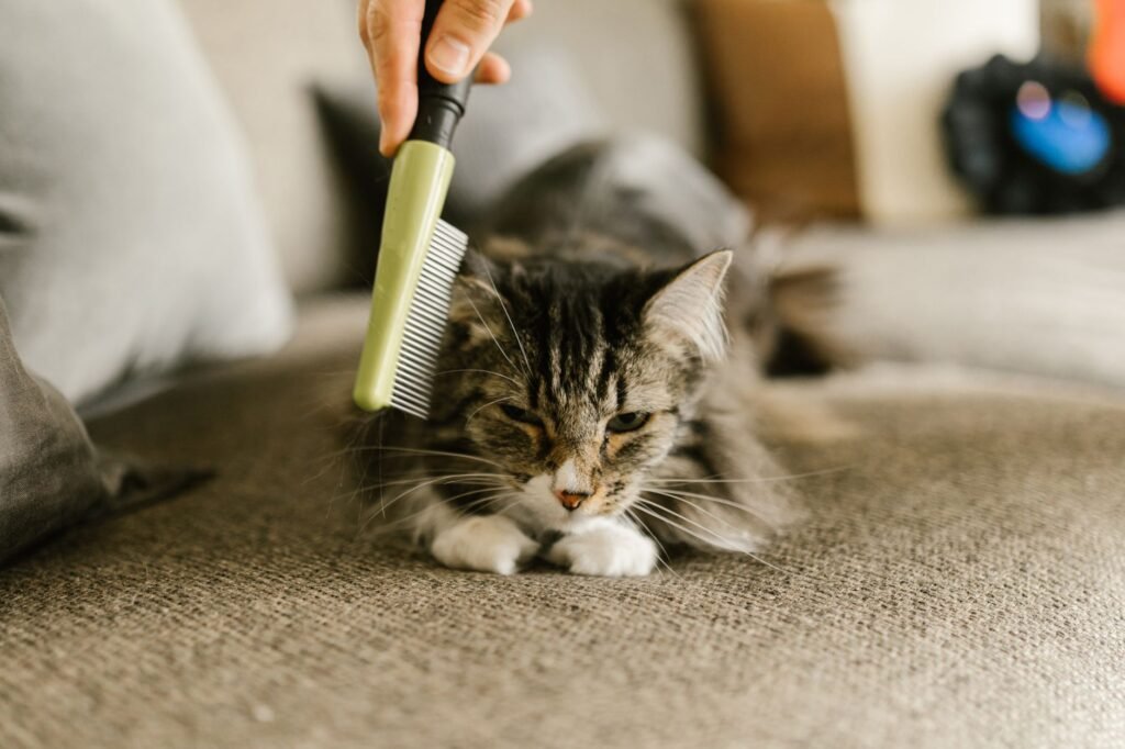 Hand brushing a fluffy gray tabby cat with a pet comb on a carpet