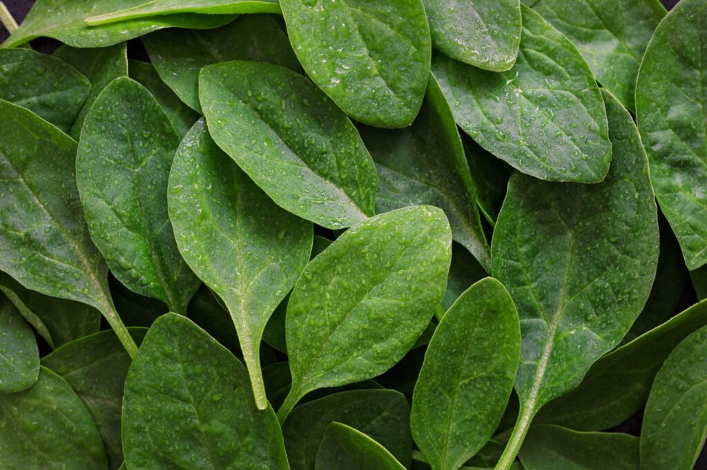Close view of fresh flat green spinach leaves piled together