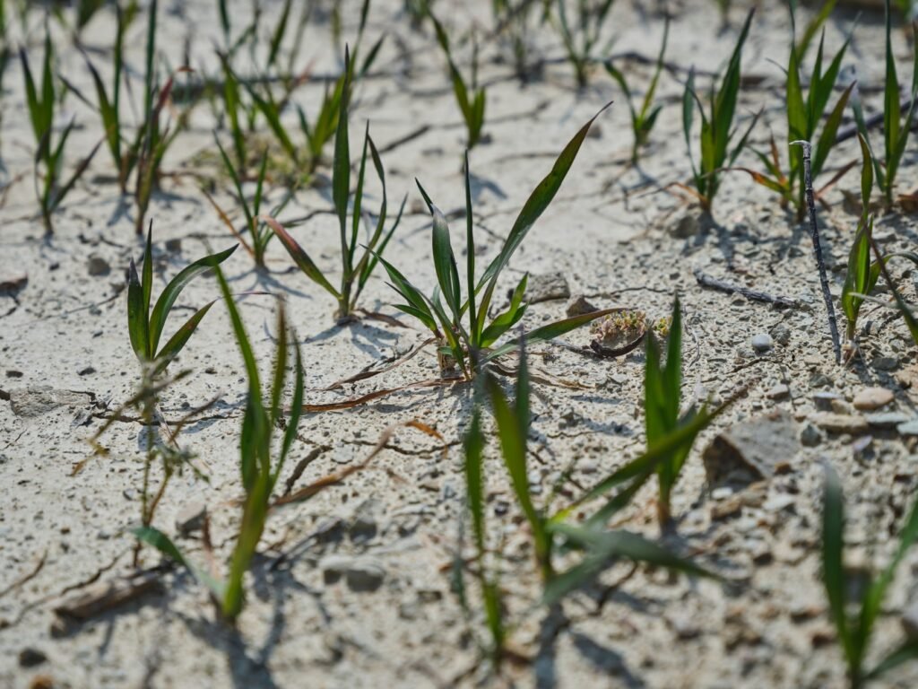 New green shoots emerge from cracked, dry soil, symbolizing resilience and new beginnings