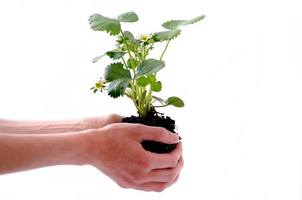 Hands planting seedling in soil