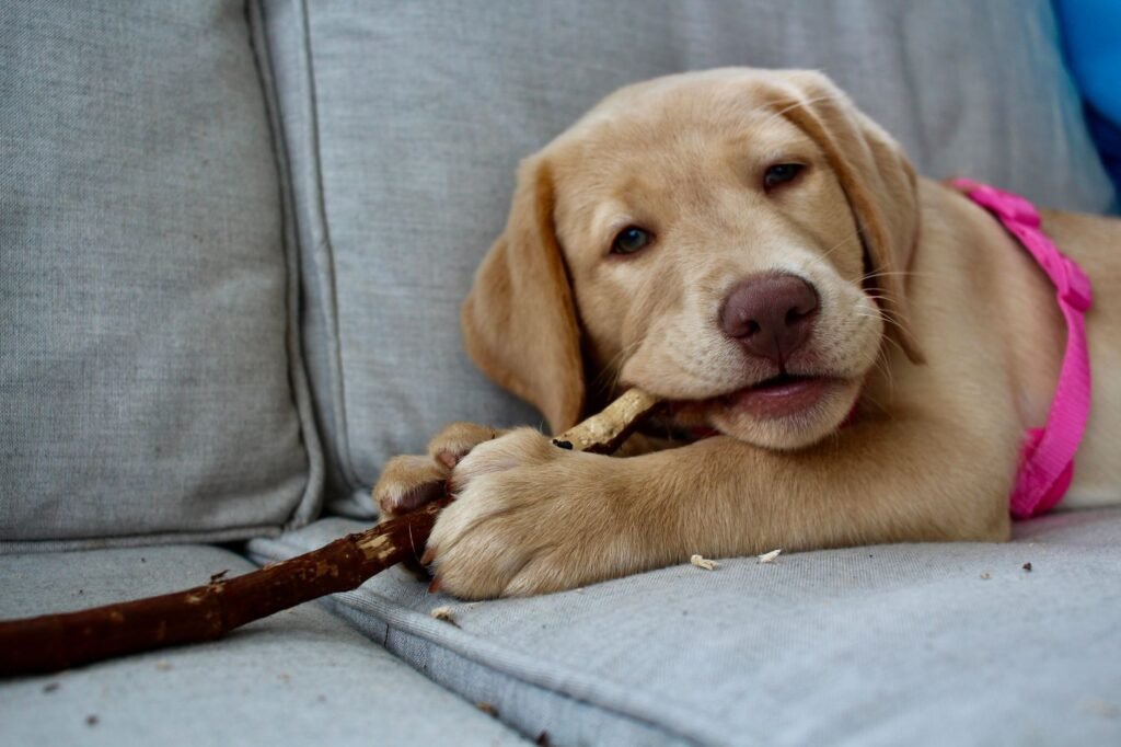 Yellow puppy with a pink collar chewing a stick while lying on a gray sofa