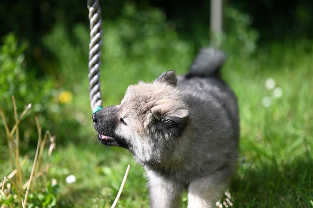 Fluffy gray puppy biting a hanging rope toy on a sunny lawn