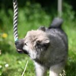 How to Stop Dog Chewing on Furniture and Shoes