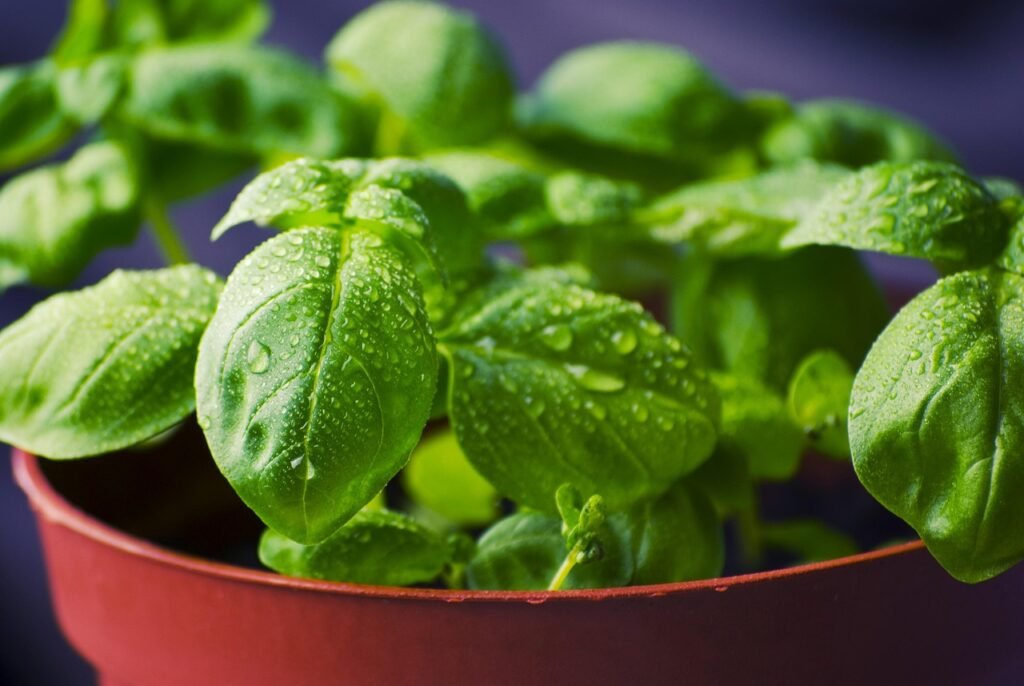 basil, herbs, food, dew, water droplets, dewdrops, pot, potted, nature, potted plants, fresh, fresh basil, basil leaves, leaves, green leaves, fresh herbs, ingredients, healthy, organic, green, aromatic, natural, vegetable, plant, bunch, healthy food, natural food, aroma, freshness