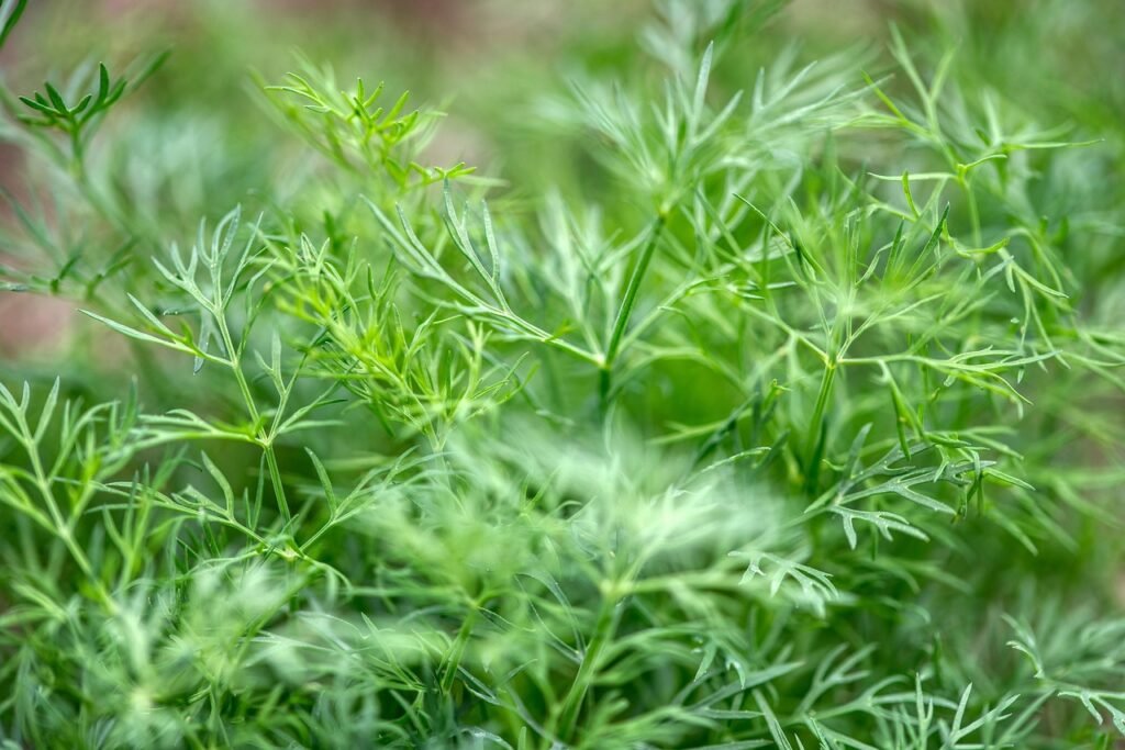 Chopped dill in glass bowl