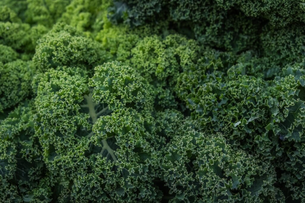 Close-up of fresh green kale leaves showcasing their vibrant natural texture