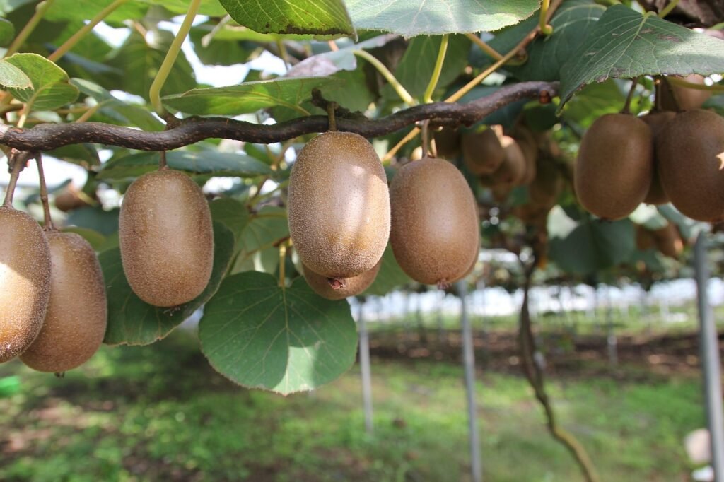 Kiwi, fruit, chrysanthemum, gold kiwi, kiwi tree, kiwi, kiwi, kiwi, kiwi, kiwi