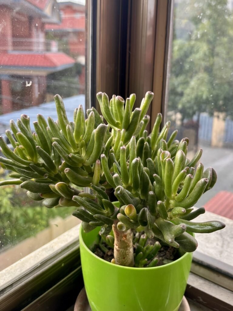 A potted Crassula (jade plant variety) with tubular finger-like green leaves and reddish tips, sitting on a...
