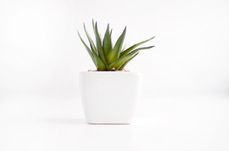Houseplant White