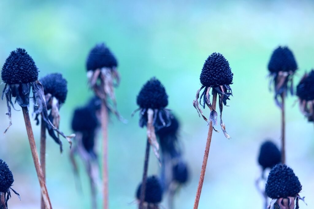 Row of dried coneflower seed heads on bare stems against a soft blue background