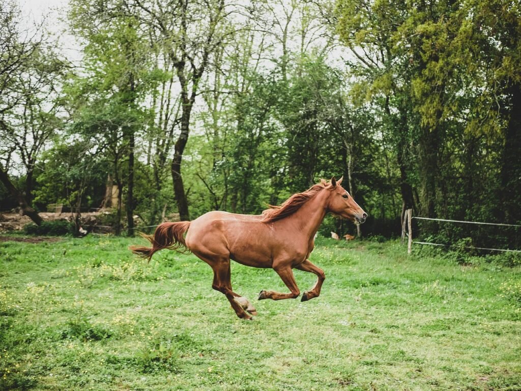 Chestnut horse galloping at full stride across a green grassy field near trees