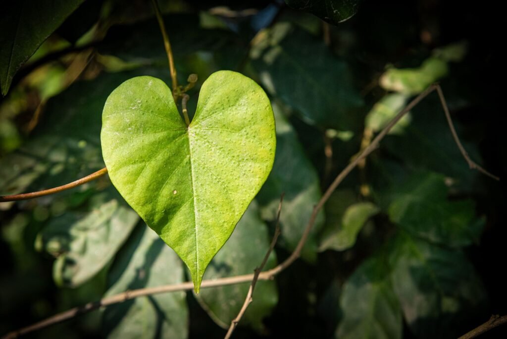 Single bright green heart shaped leaf standing out against darker foliage
