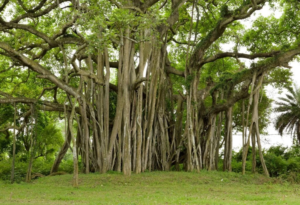 Sprawling banyan tree with dozens of aerial roots dropping from its branches to a grassy lawn
