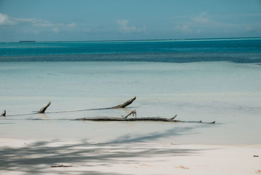 A tranquil view of driftwood on a sandy beach with aqua blue waters, evoking a peaceful summer vibe