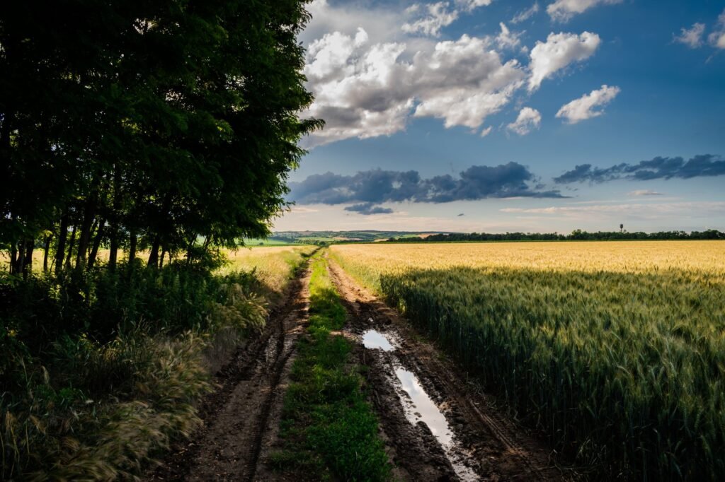 Beautiful rural landscape with a muddy trail through lush wheat fields under a vibrant blue sky
