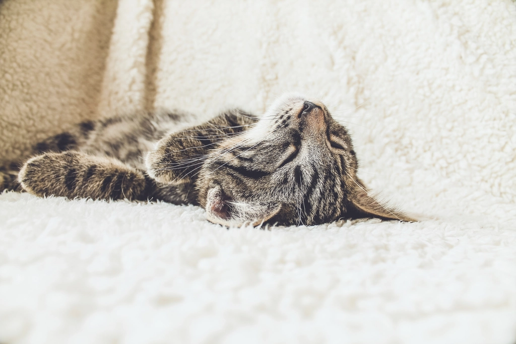 Close-up tabby cat lying its