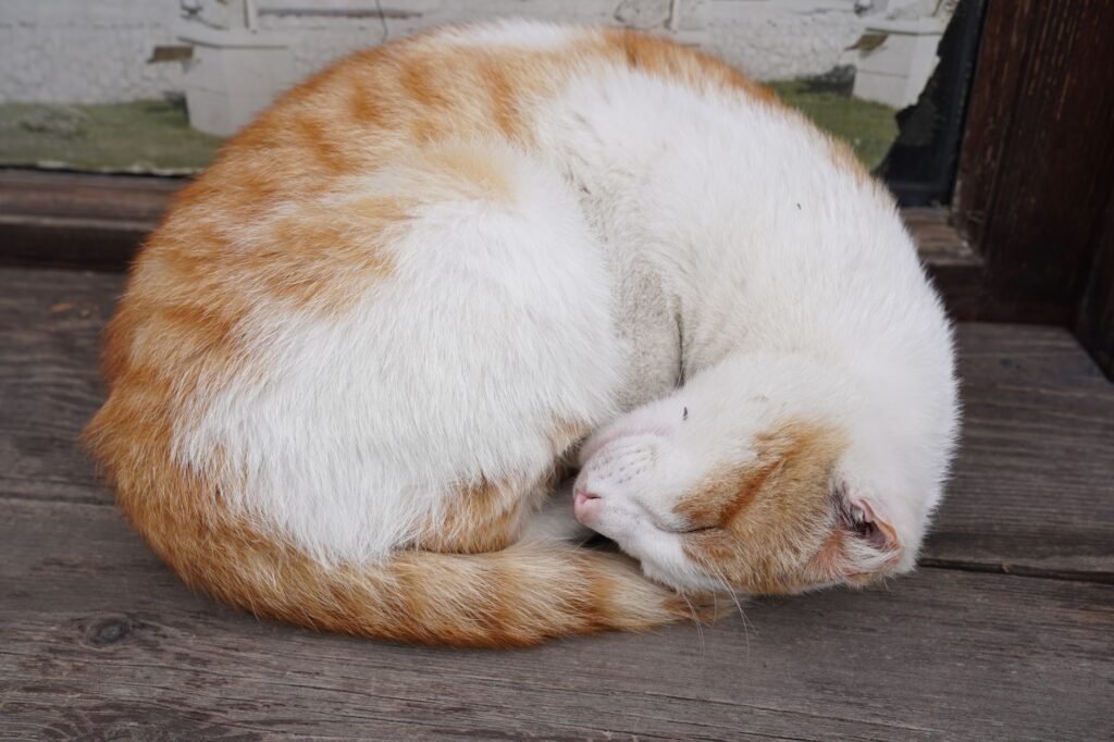 A serene orange and white cat curled up asleep on a wooden porch.