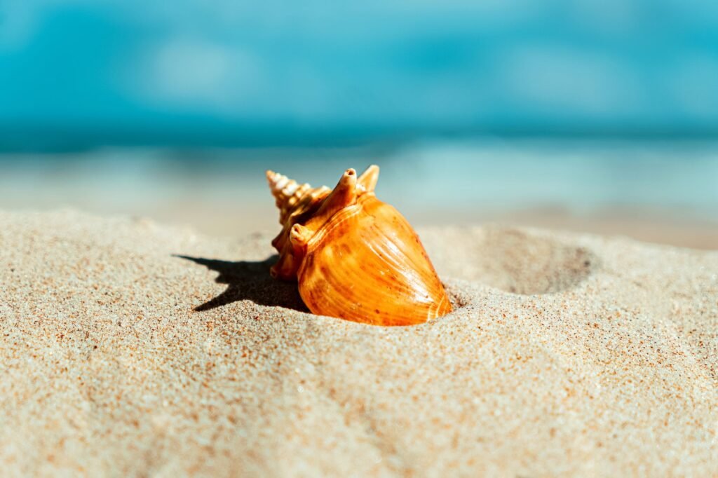 Orange conch shell half-buried in warm, sunlit beach sand