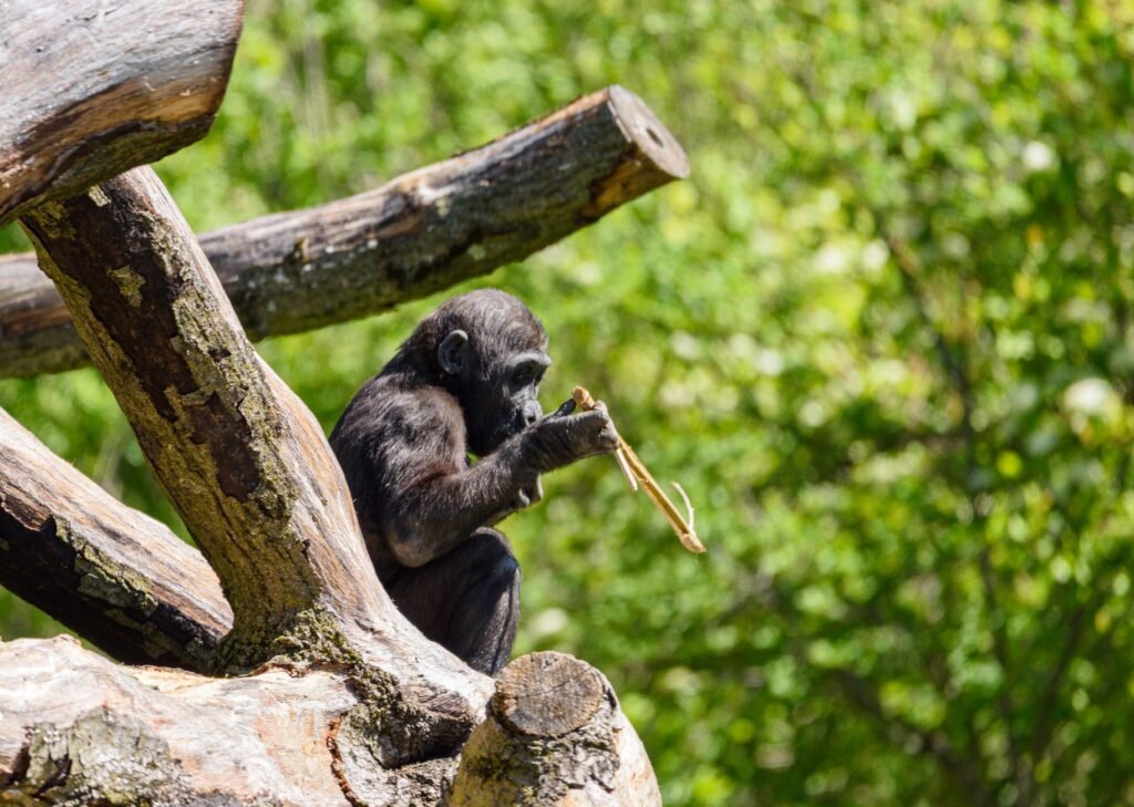 A chimpanzee sitting on bare wooden logs holding a thin stick to its mouth