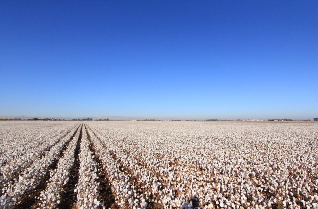 Rows of open cotton bolls stretching to a flat horizon under a cloudless blue sky