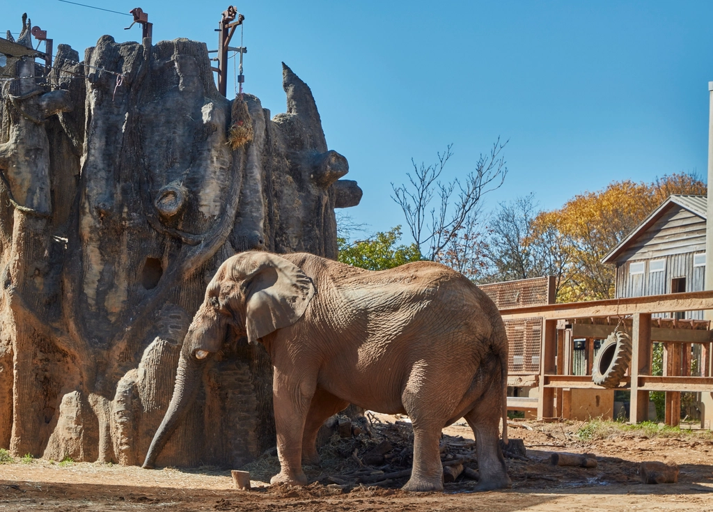 Elephant habitat Zoo Knoxville, 53-acre