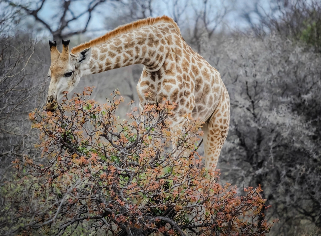Giraffe eating leaves