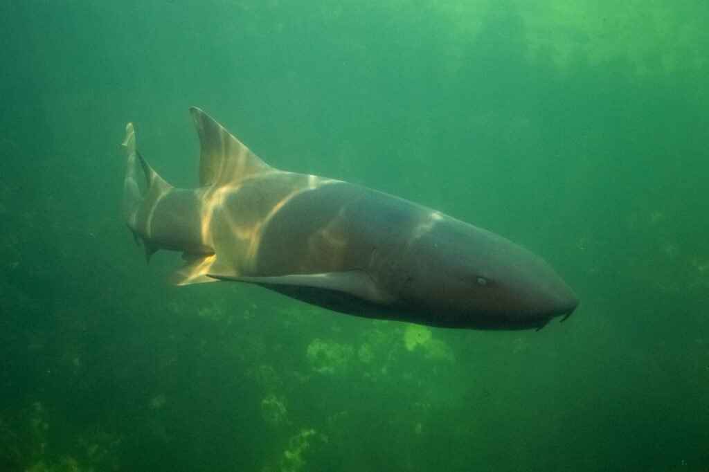 A shark swimming in profile through murky green water