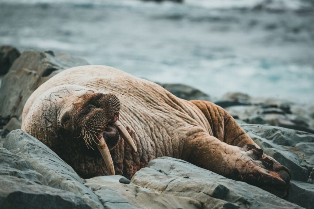 A walrus basks peacefully on rocks by the ocean, showcasing its tusks and rough skin